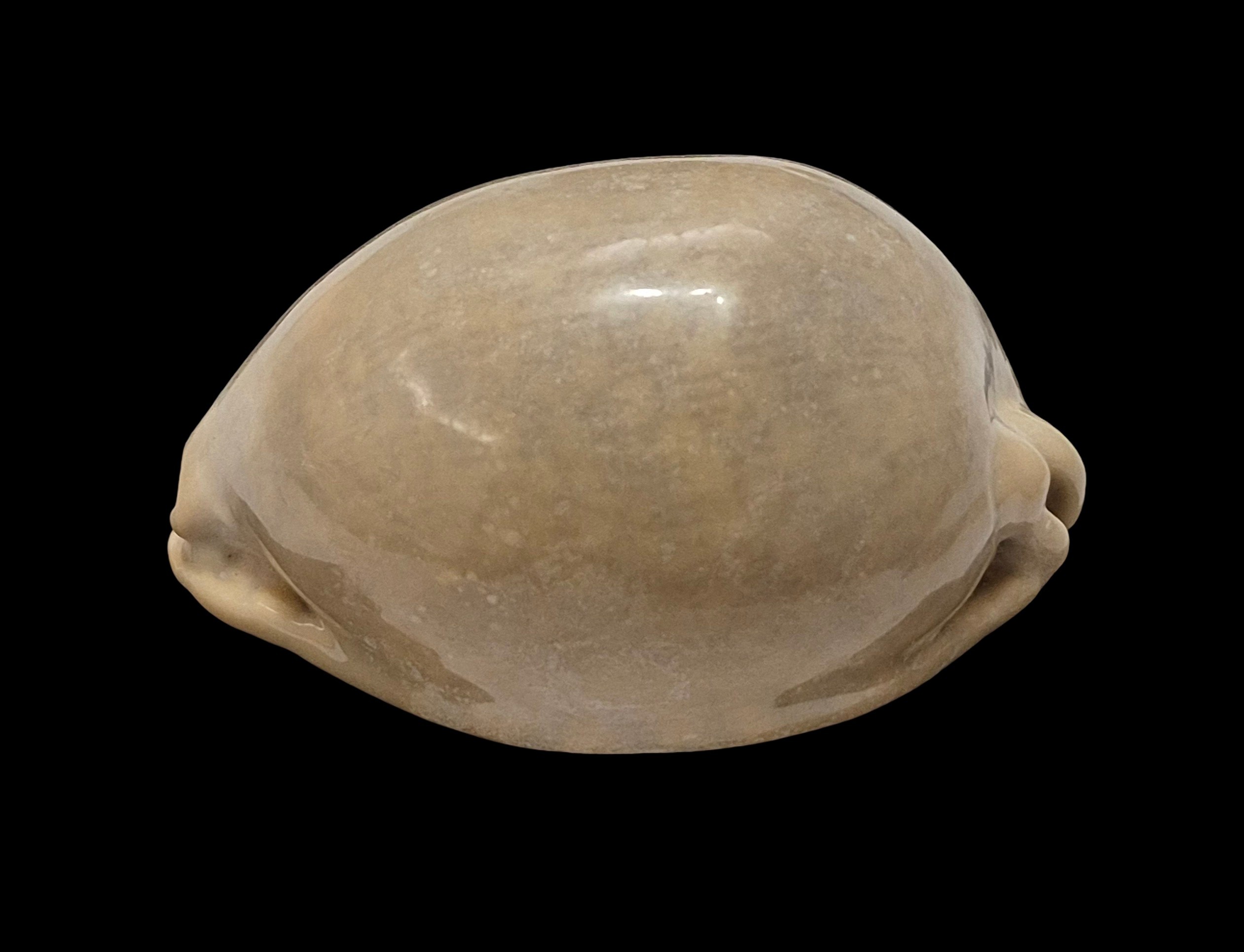 BC609 Mauritia arabica - HEAVY and OVERCASTED - Image 4