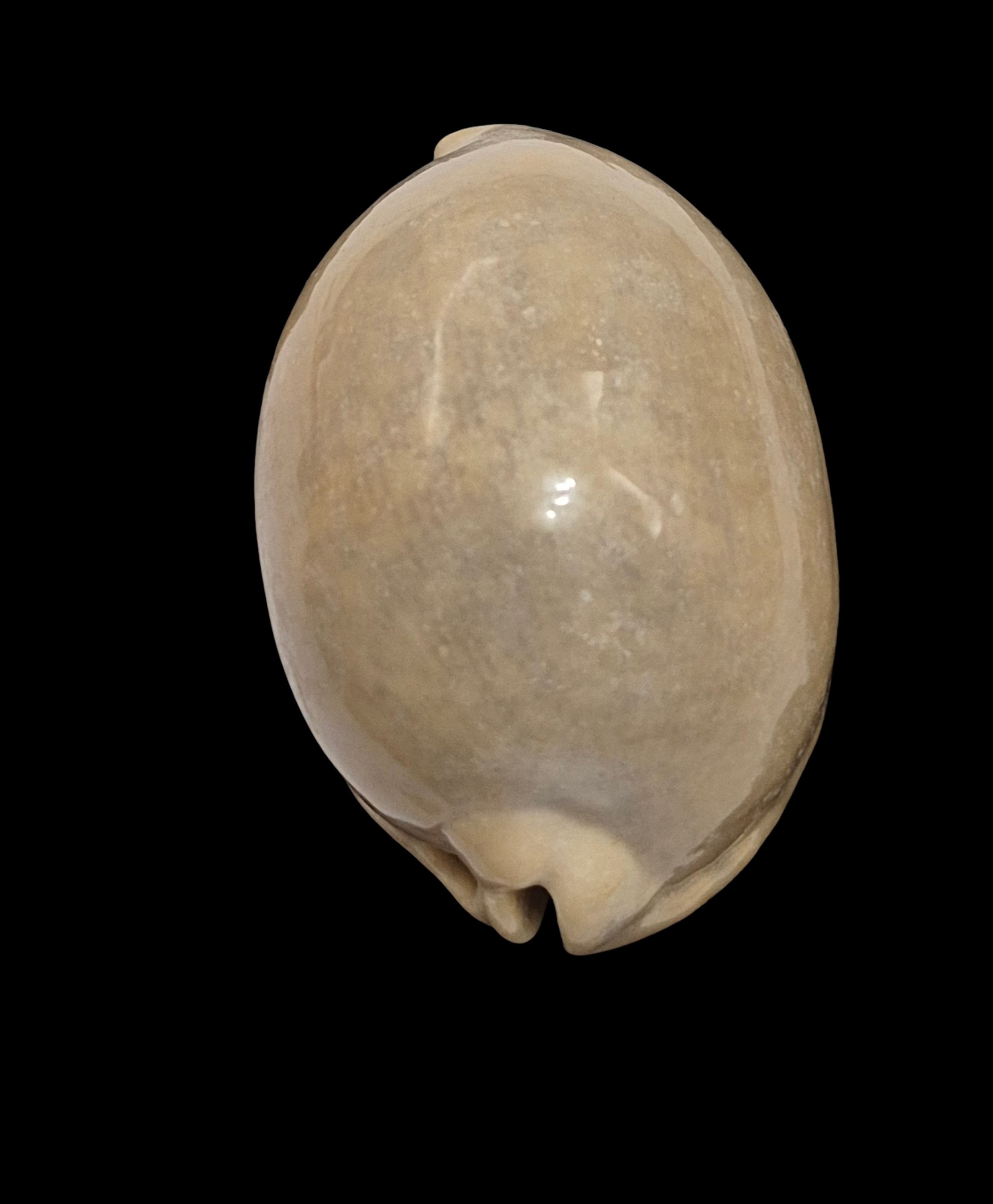 BC609 Mauritia arabica - HEAVY and OVERCASTED - Image 5