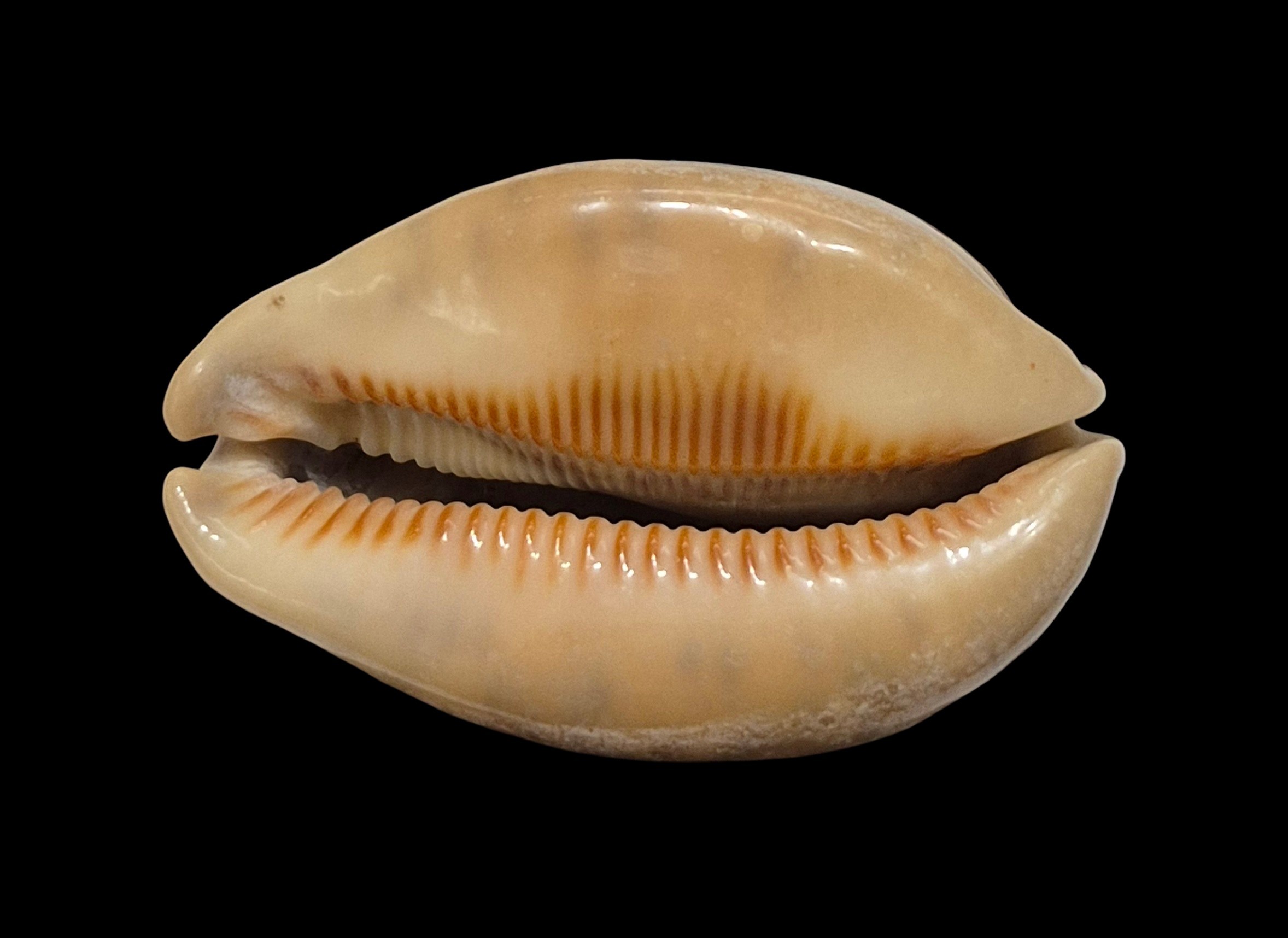 BC609 Mauritia arabica - HEAVY and OVERCASTED - Image 2