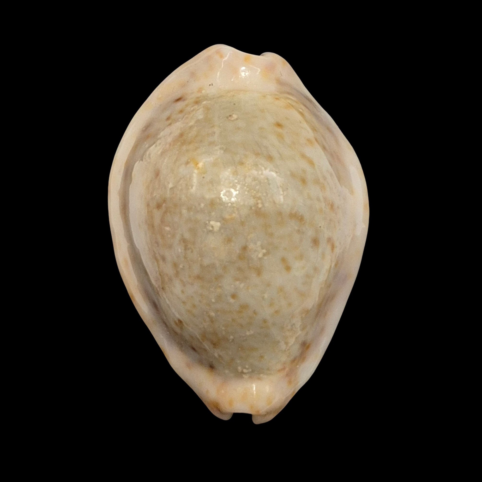 BC011 Naria turdus cf PARDALINA - HUGE and CALLOUS