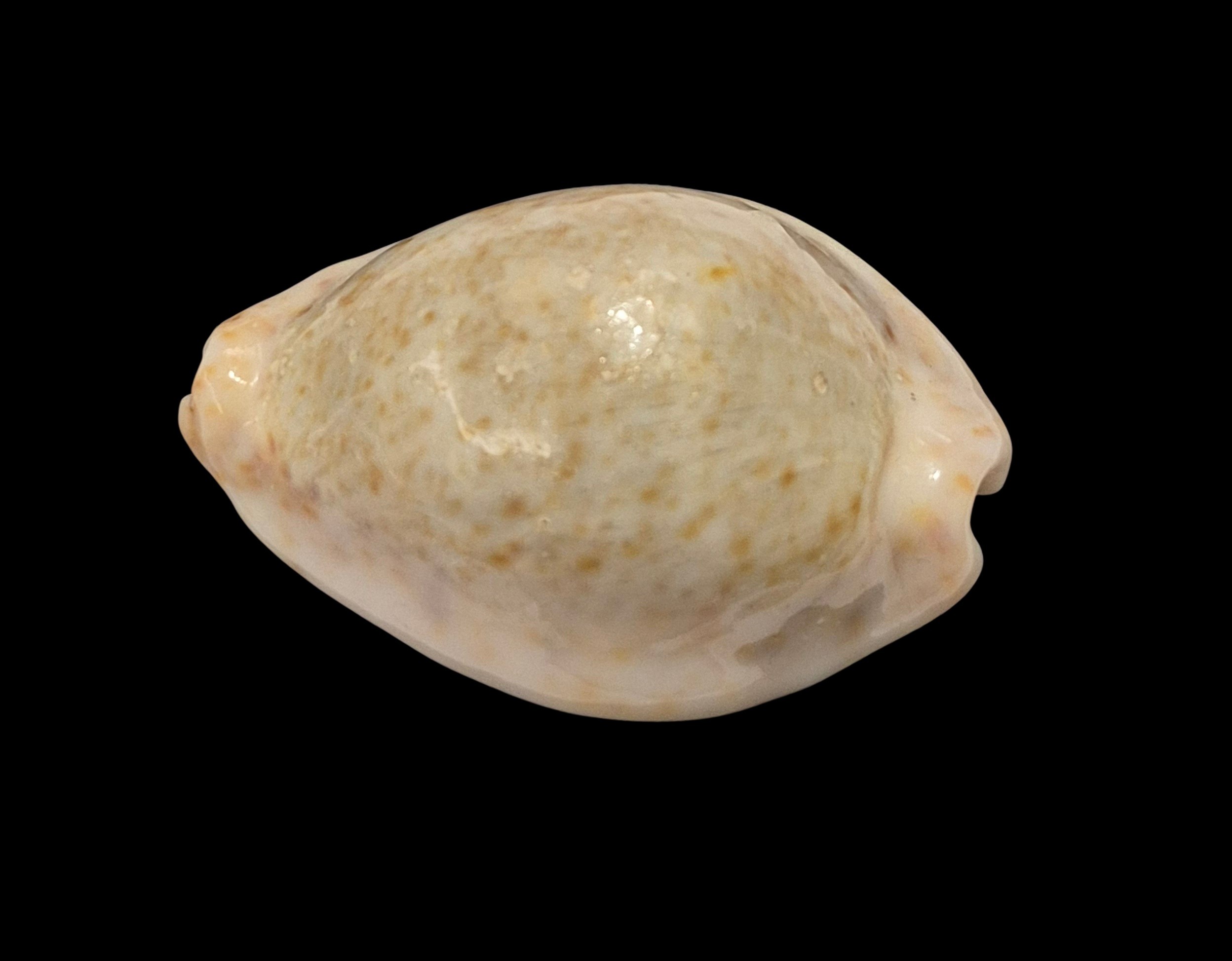 BC011 Naria turdus cf PARDALINA - HUGE and CALLOUS - Image 3