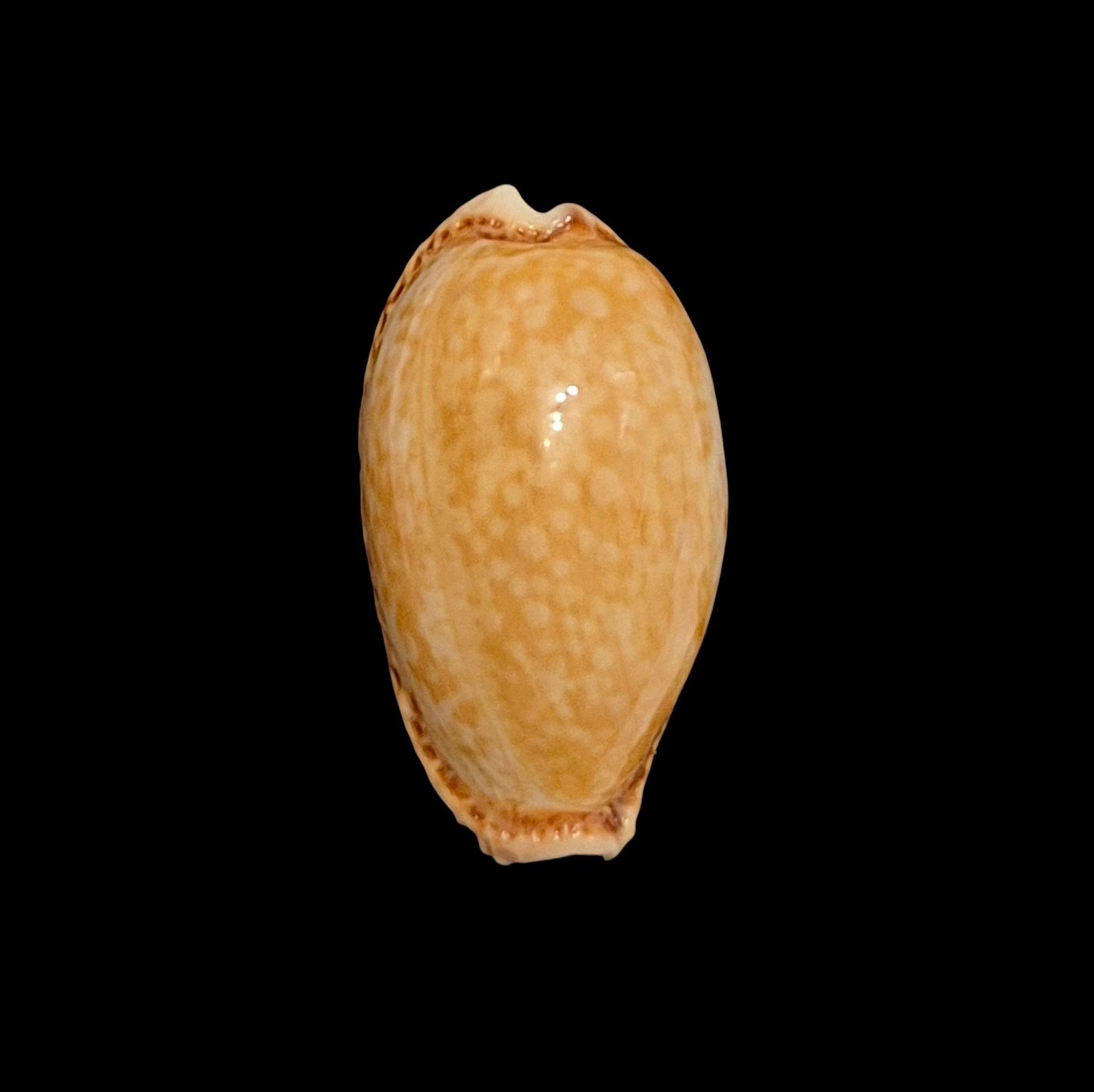 BC610 Naria spurca - BIG SIZE
