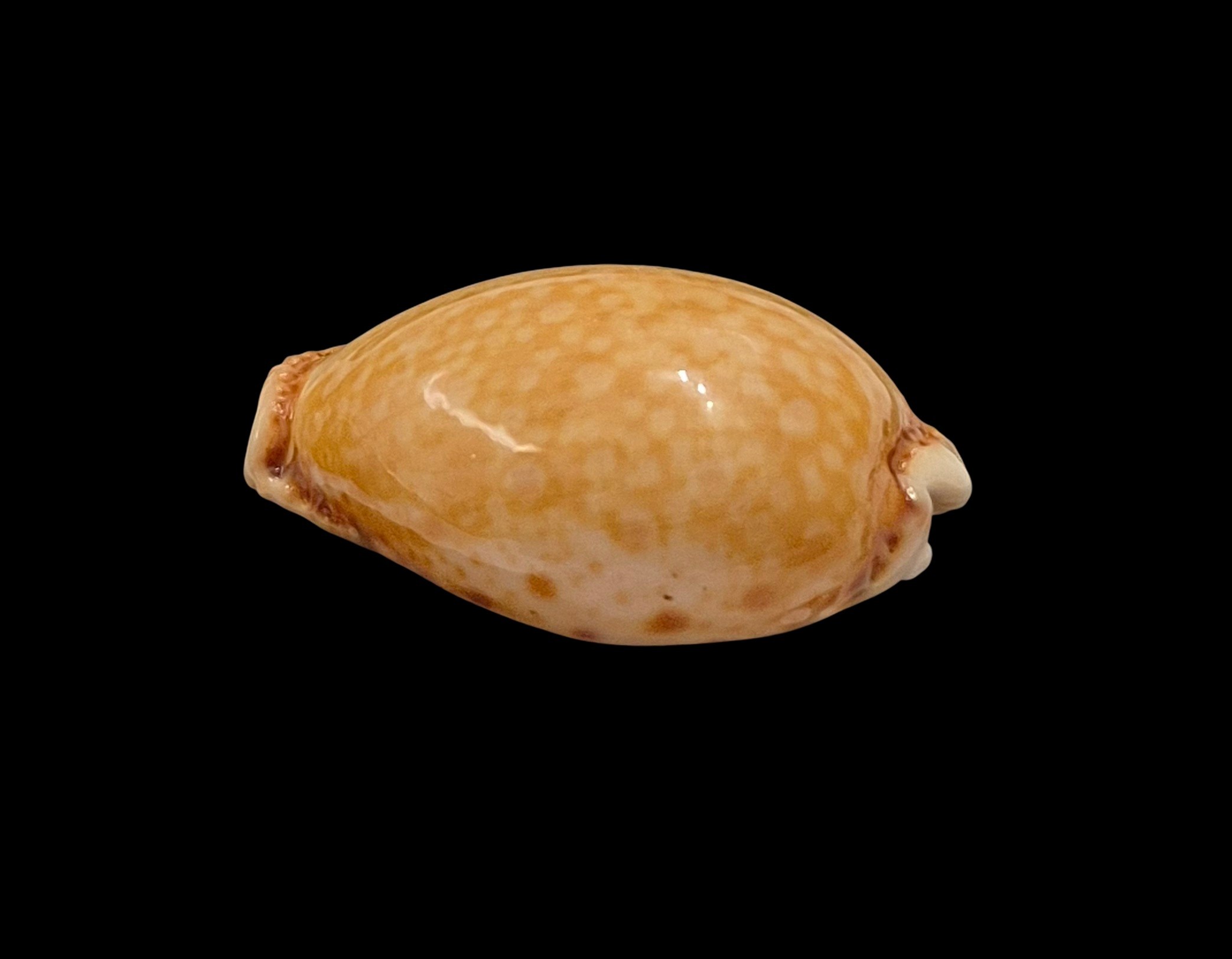 BC610 Naria spurca - BIG SIZE - Image 3