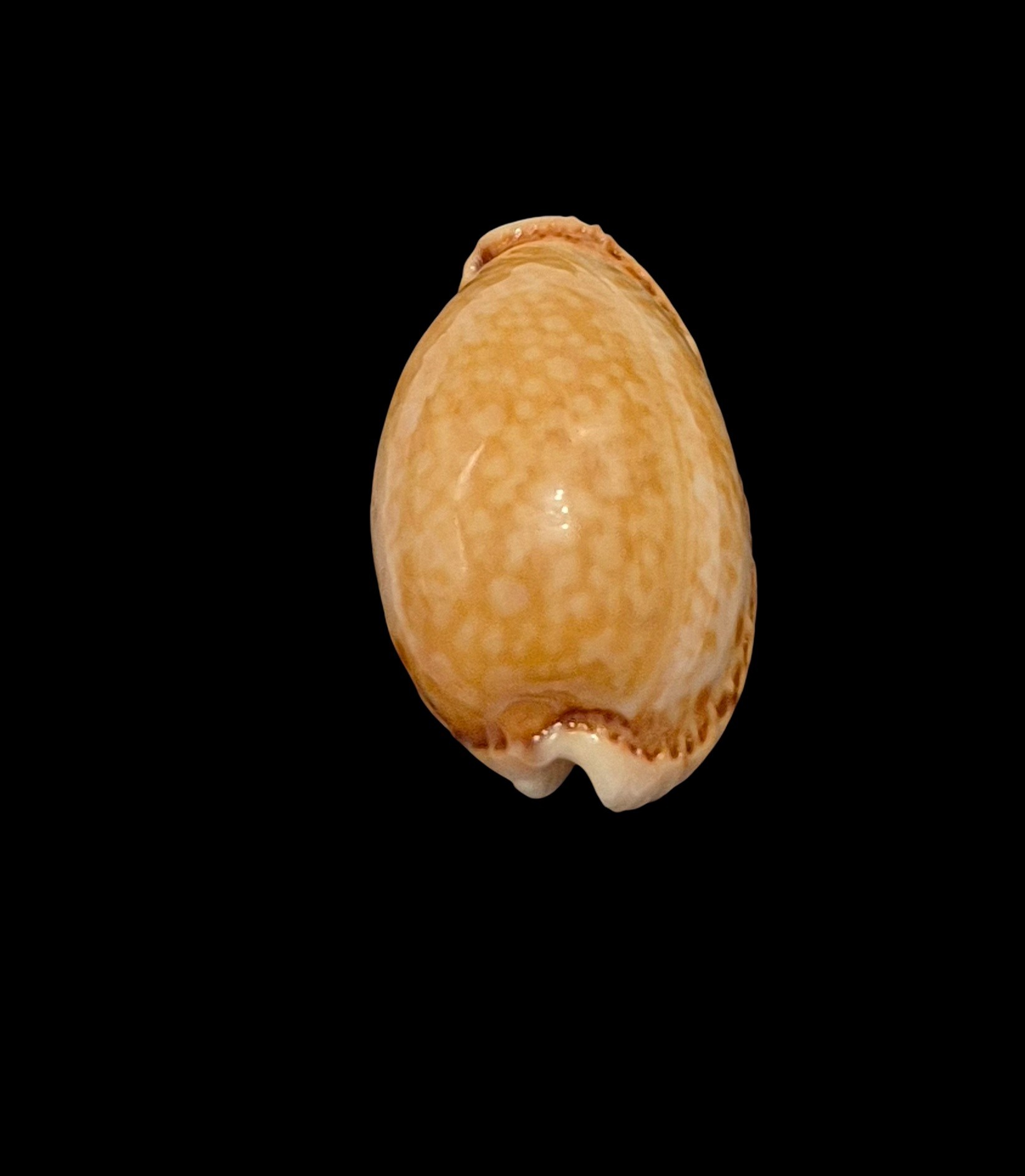BC610 Naria spurca - BIG SIZE - Image 4