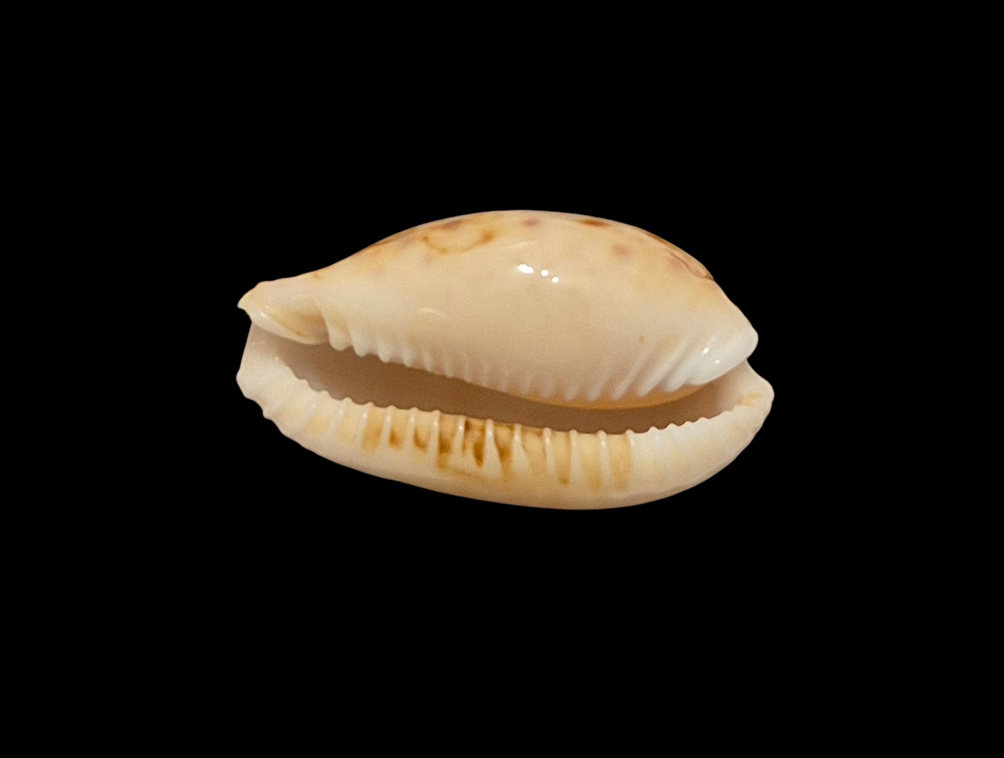 BC610 Naria spurca - BIG SIZE - Image 5