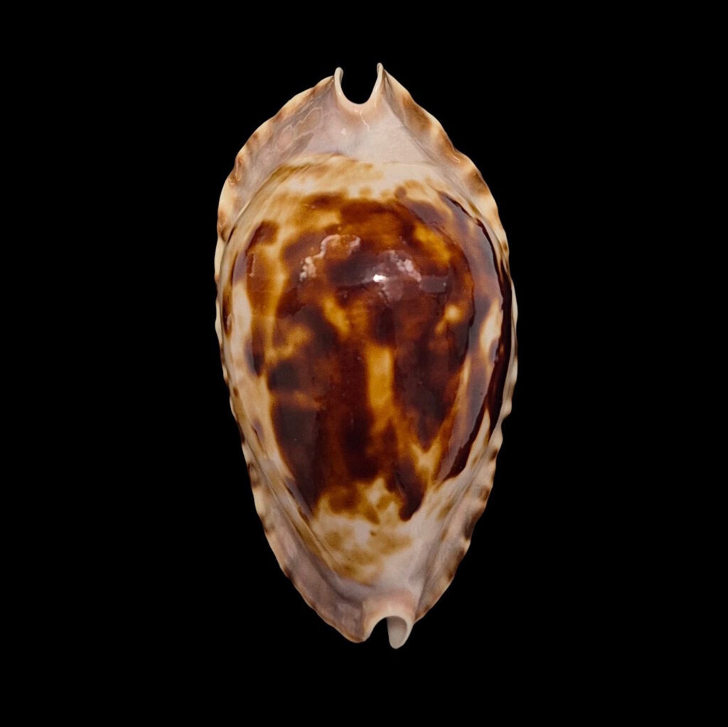 BC007 Zoila marginata consueta - DARK BEAUTY