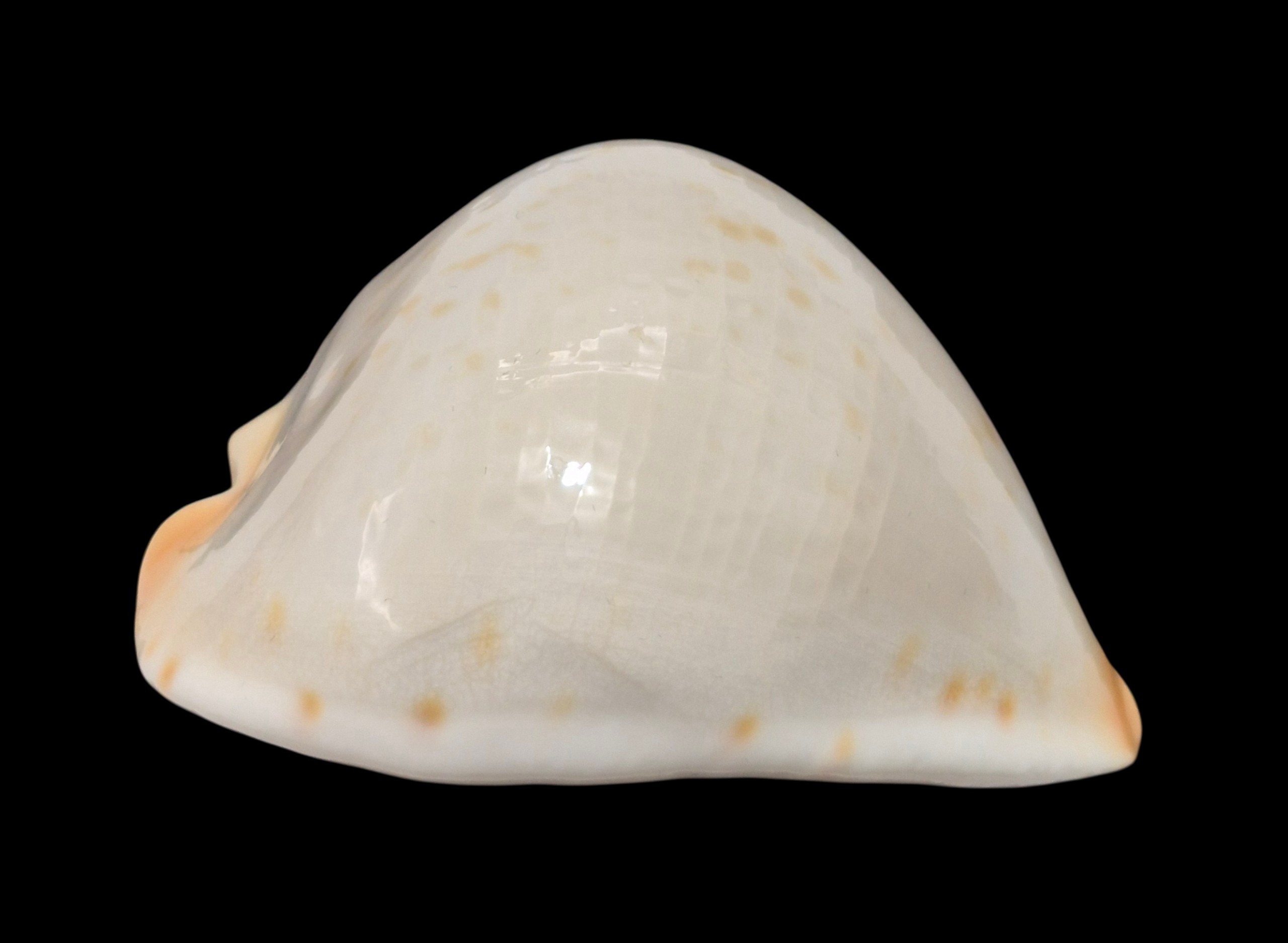 BC572 Zoila jeaniana aurata f- immaculata - RARELY OFFERED - Image 6