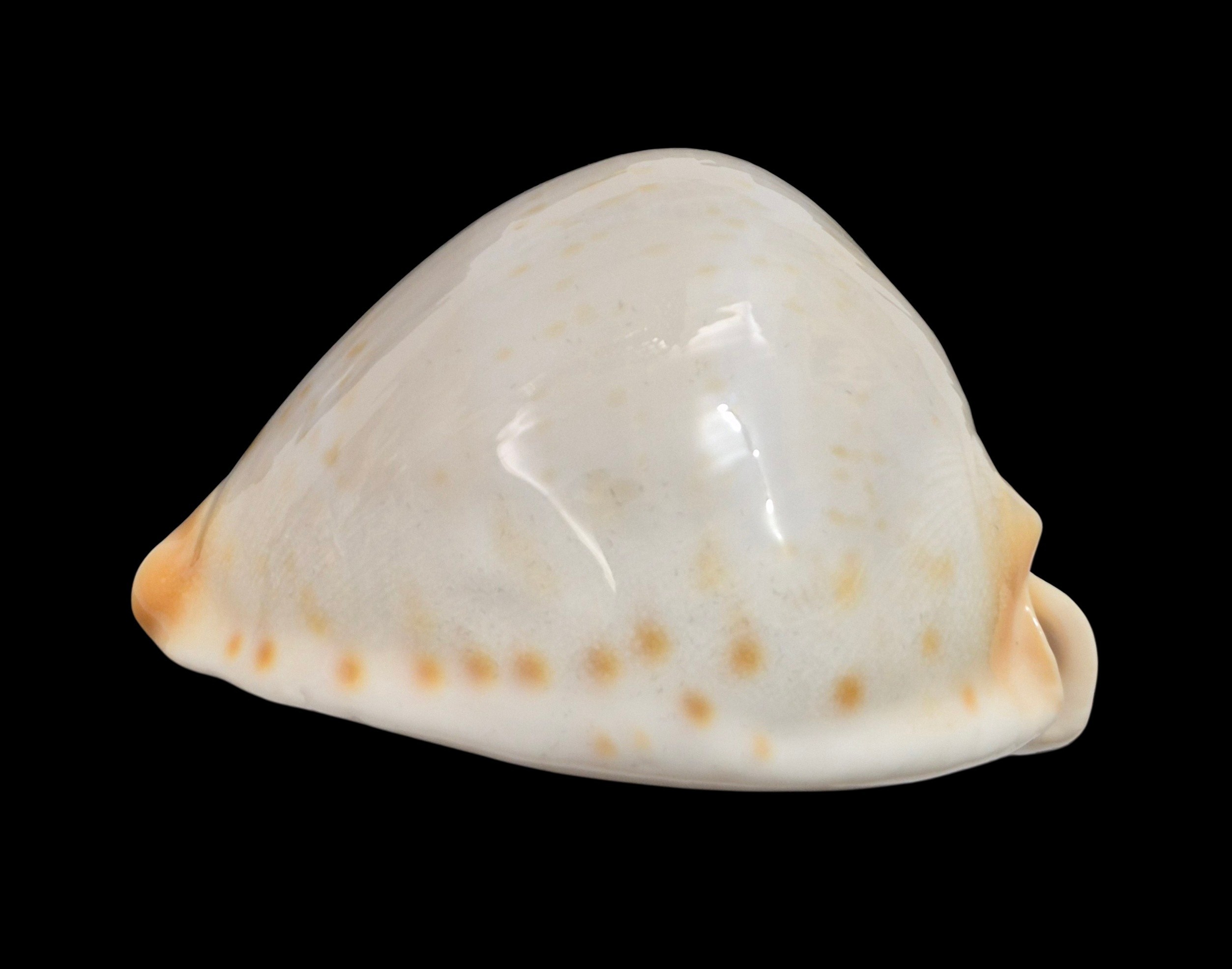 BC572 Zoila jeaniana aurata f- immaculata - RARELY OFFERED - Image 7