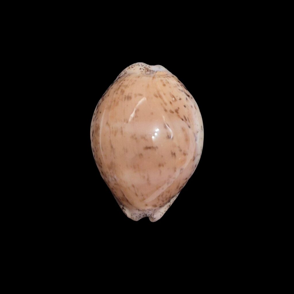 BC611 Luria cinerea brasiliensis