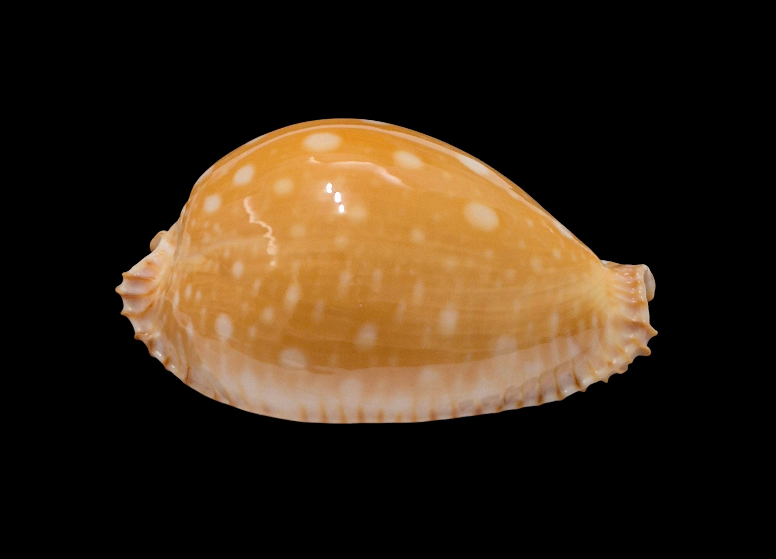 BC612 Perisserosa guttata - Image 2