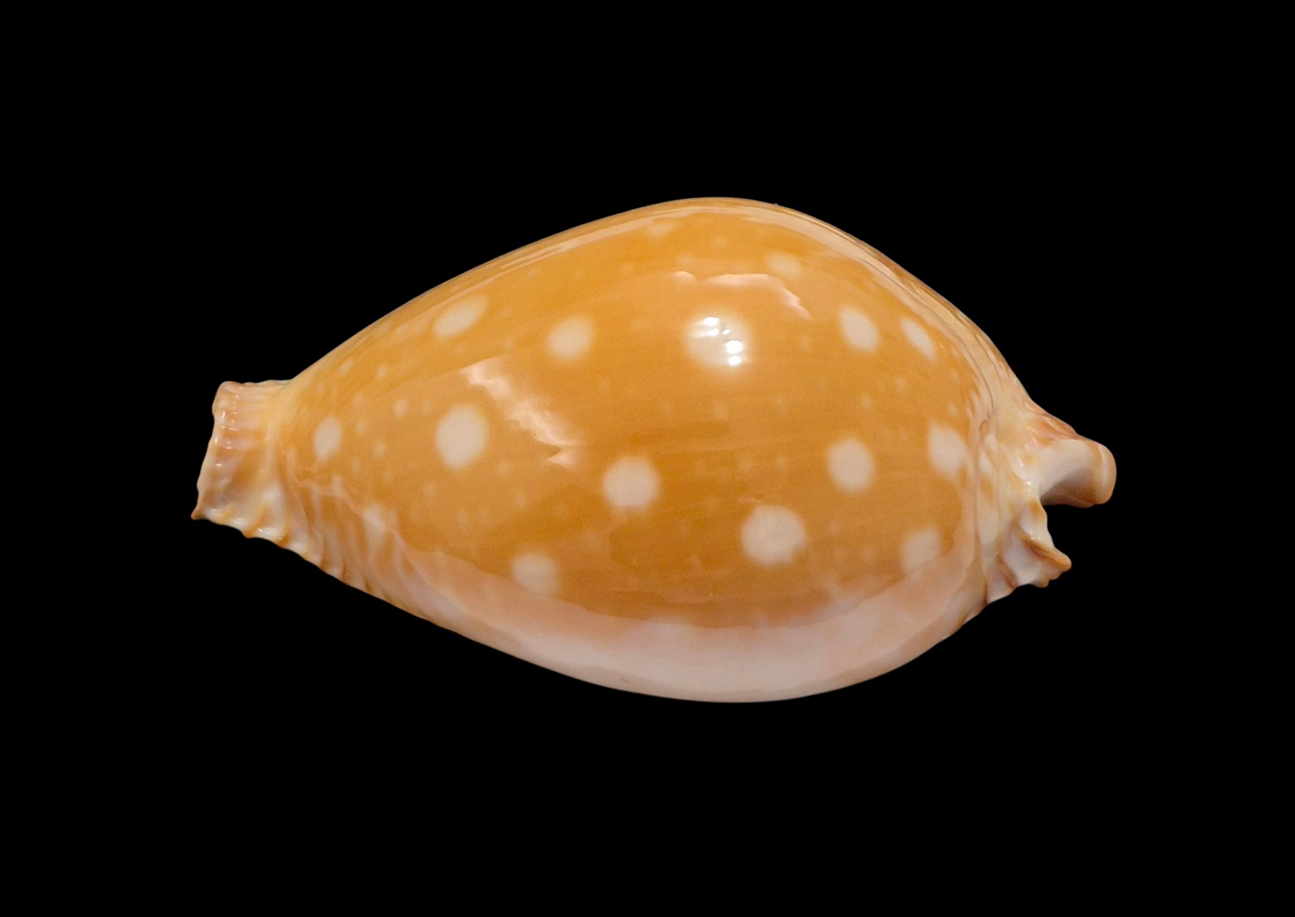 BC612 Perisserosa guttata - Image 3