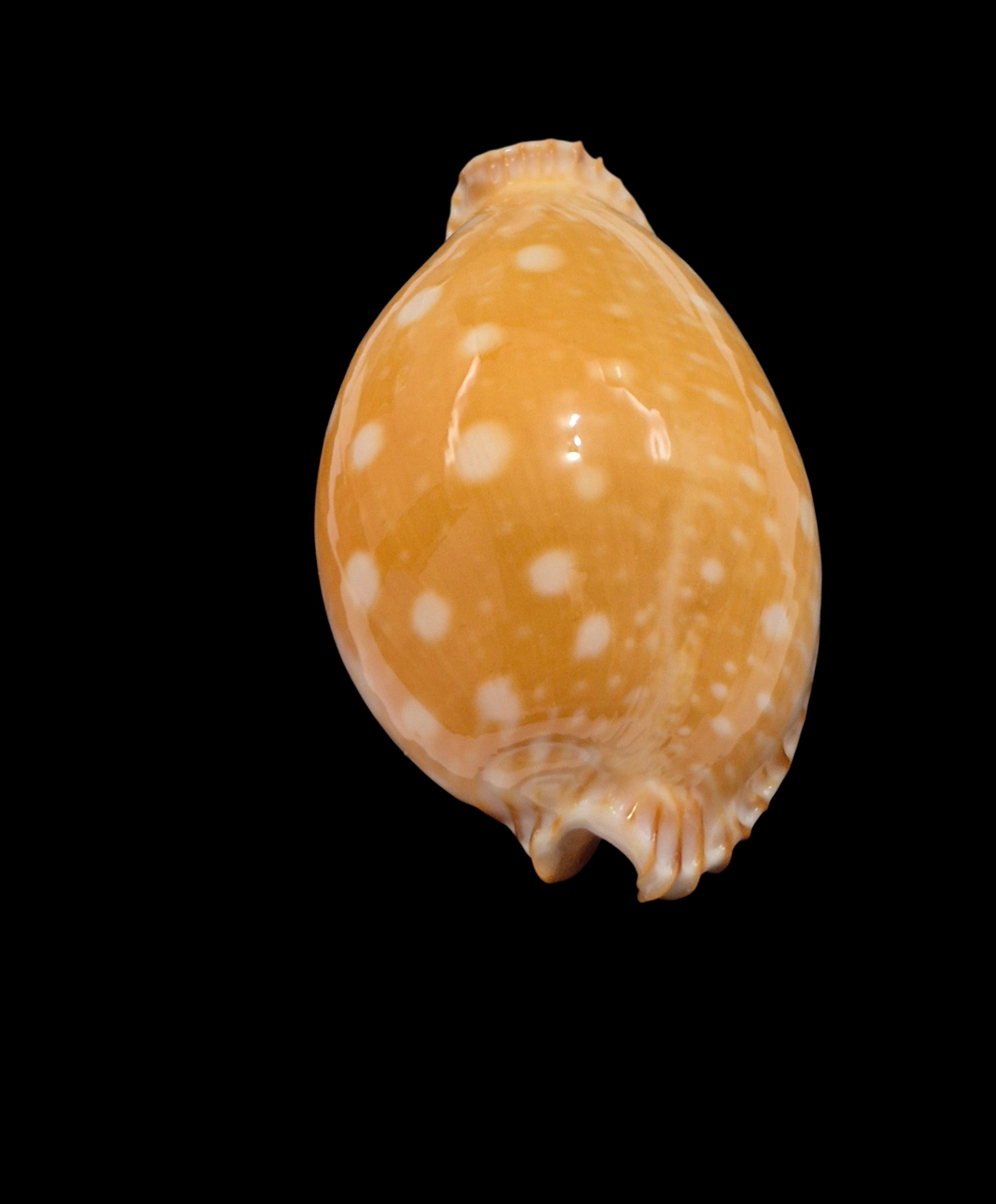 BC612 Perisserosa guttata - Image 4