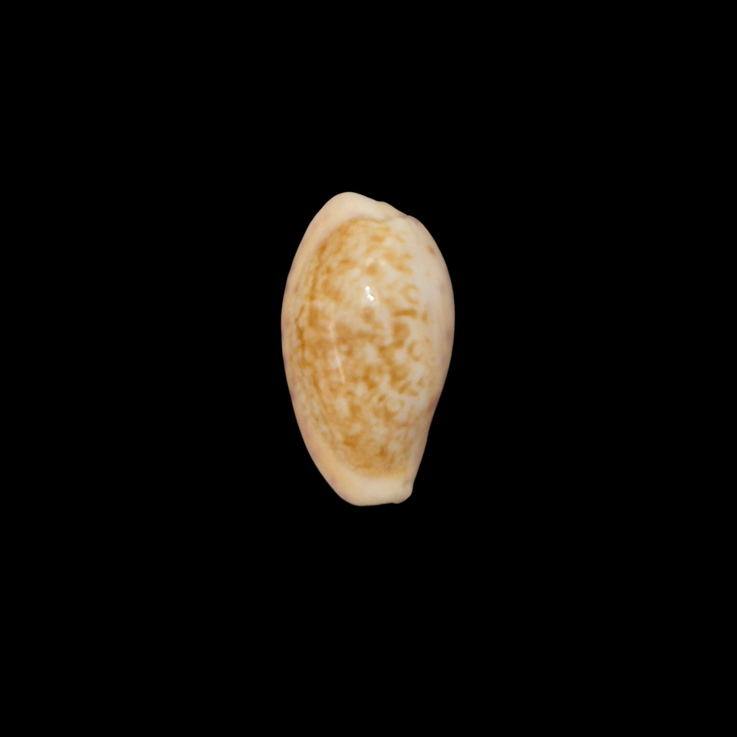 BC614 Ovatipsa chinensis f. tortirostris