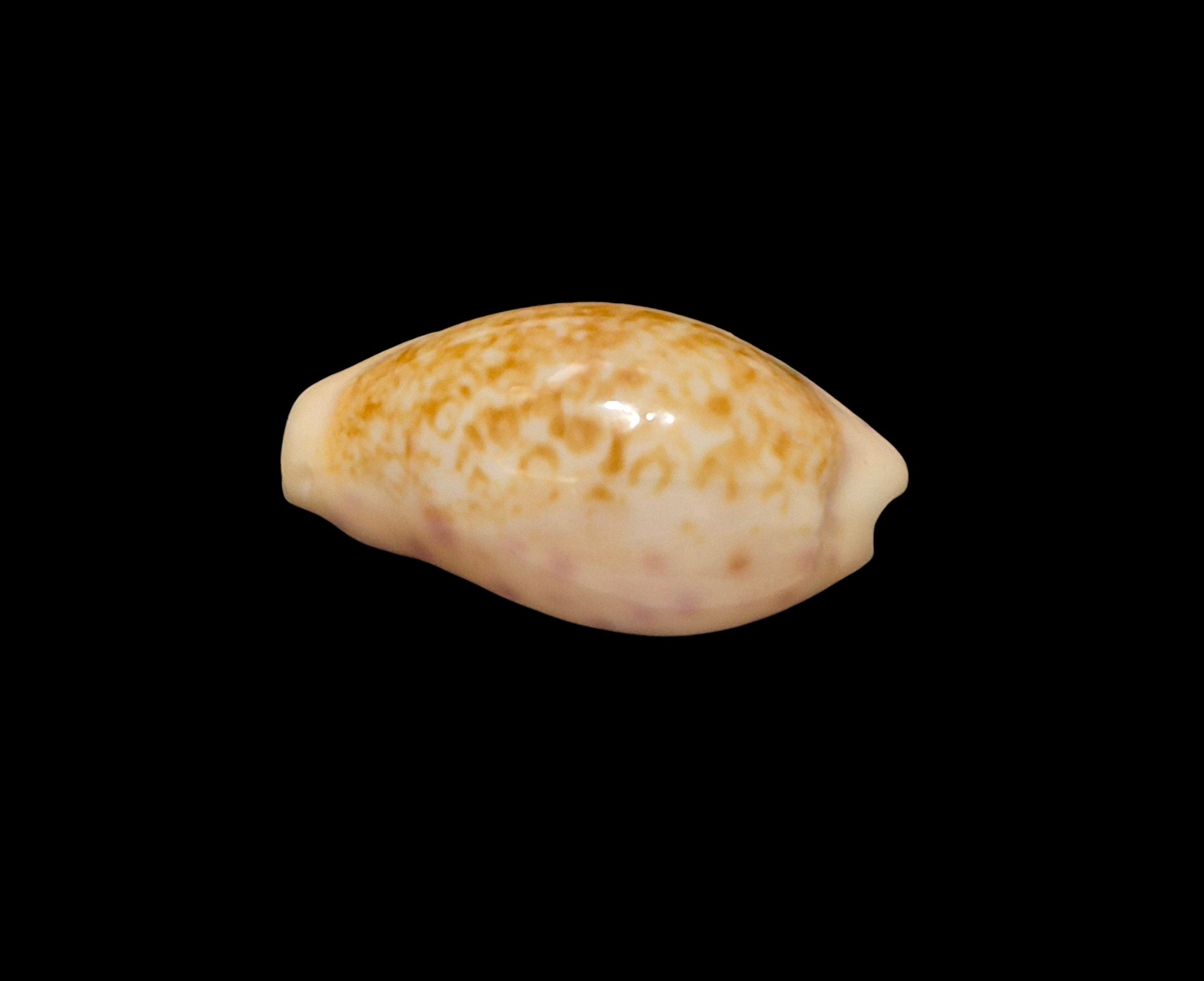 BC614 Ovatipsa chinensis f. tortirostris - Image 3