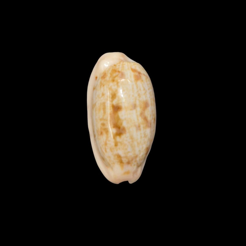 BC617 Talostolida teres janae