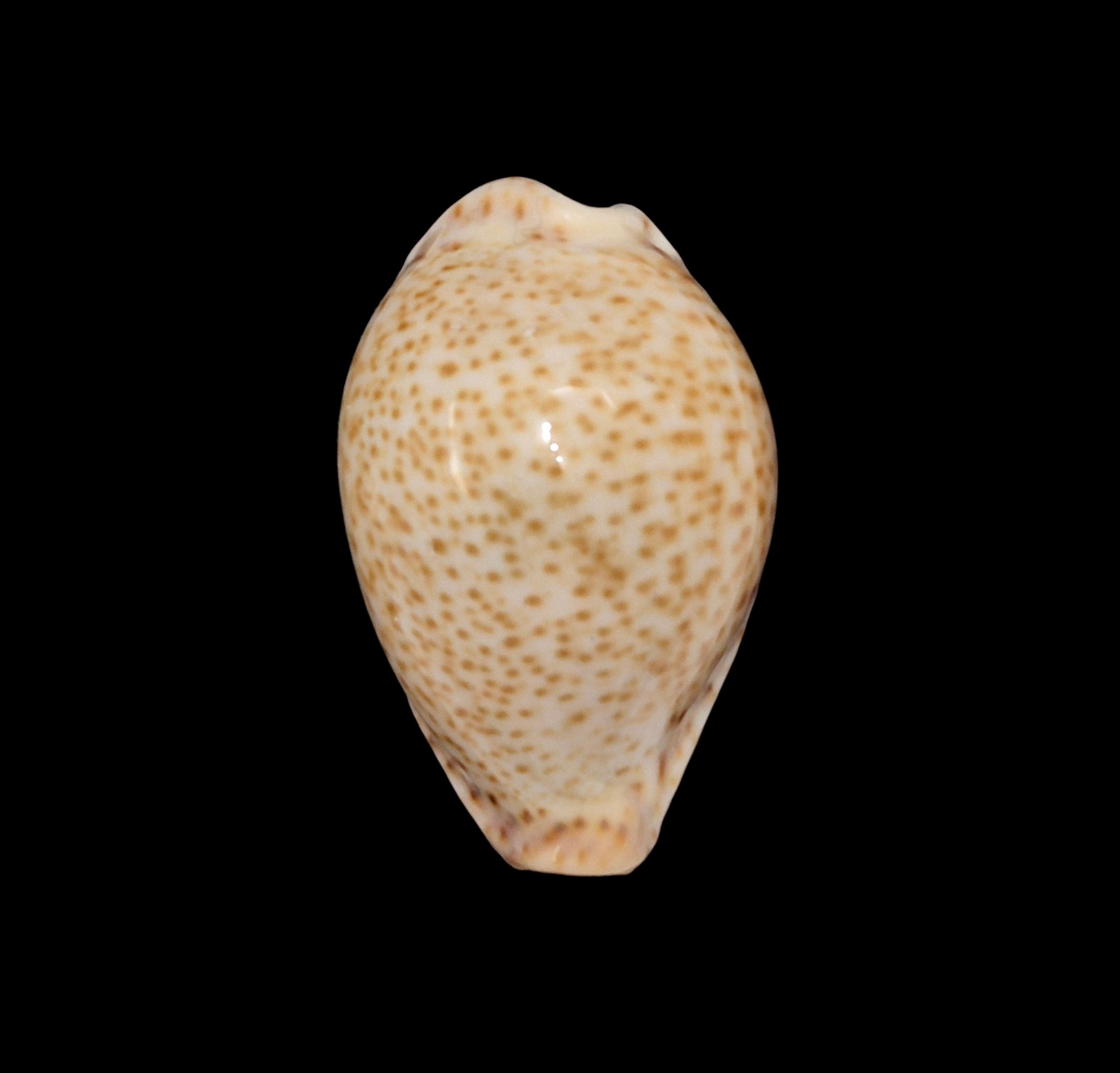 BC618 Naria turdus f. micheloi - Image 6