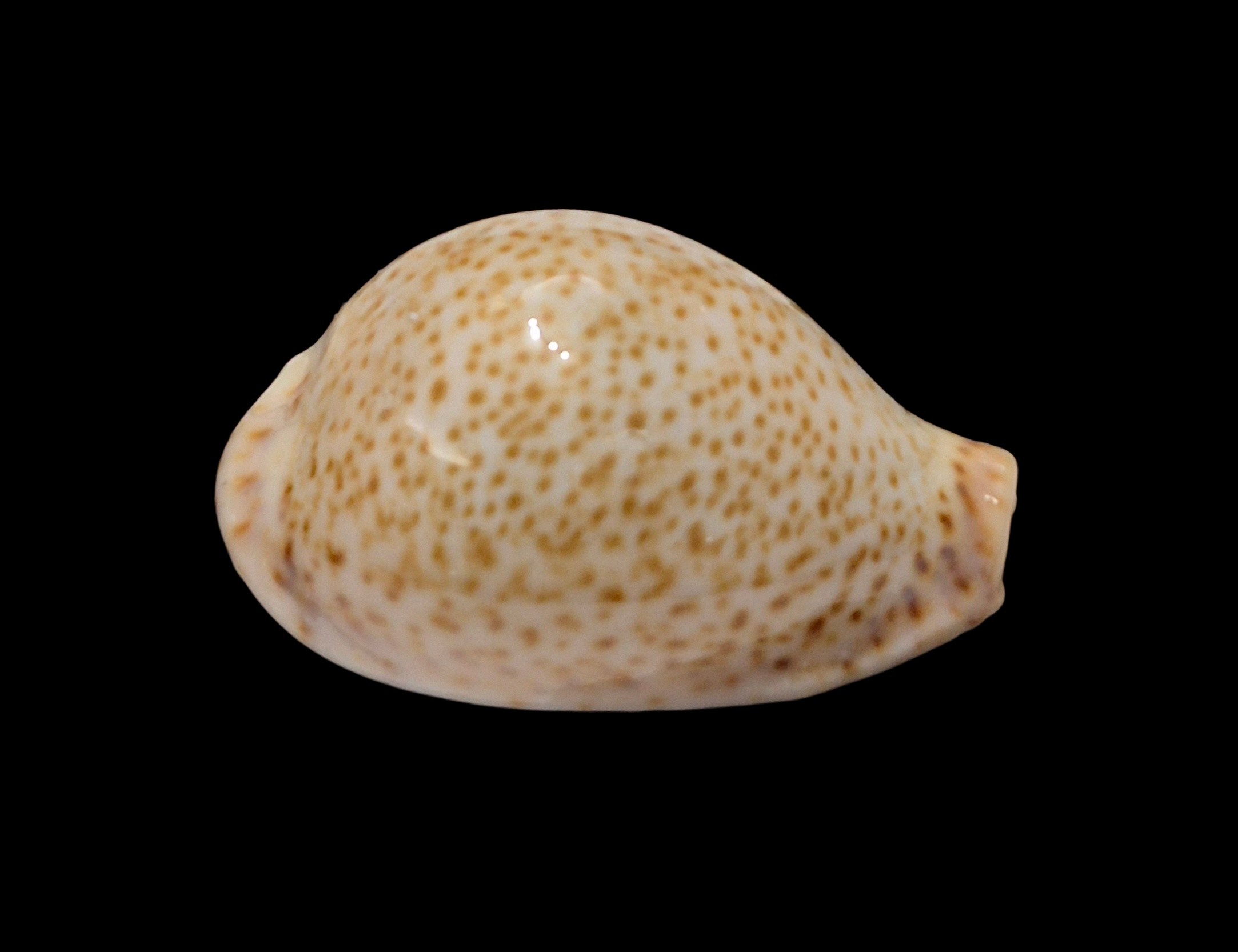 BC618 Naria turdus f. micheloi - Image 2