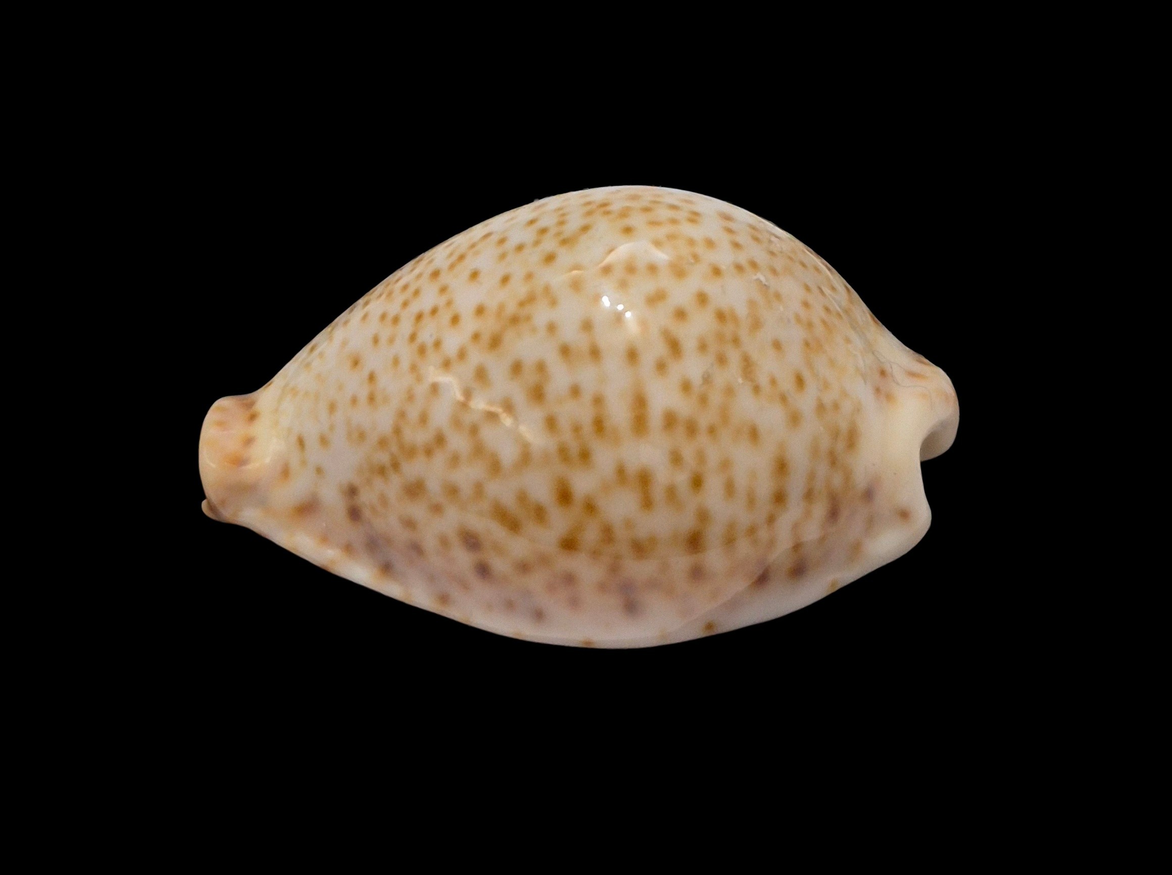 BC618 Naria turdus f. micheloi - Image 3