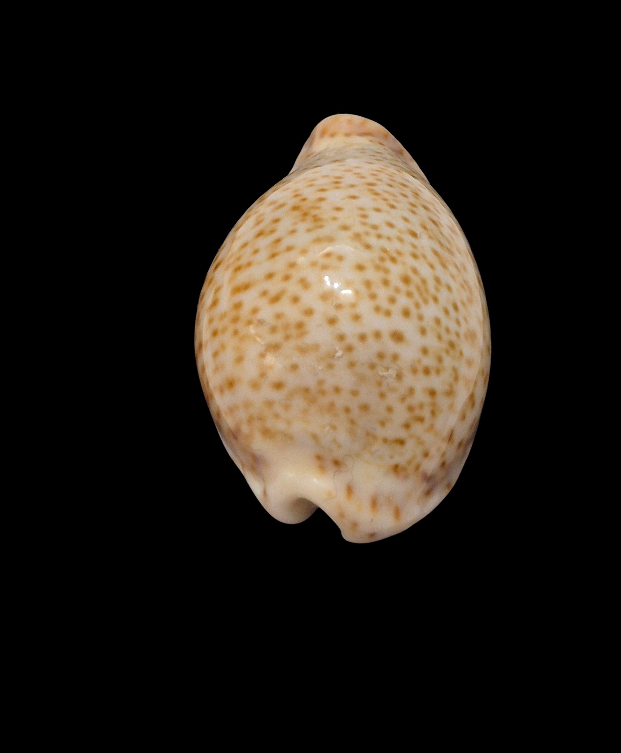 BC618 Naria turdus f. micheloi - Image 4