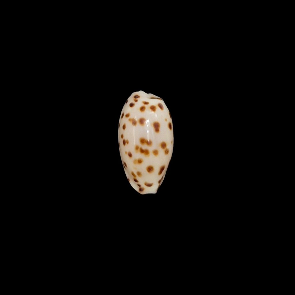 BC619 Ransoniella punctata f. berinii