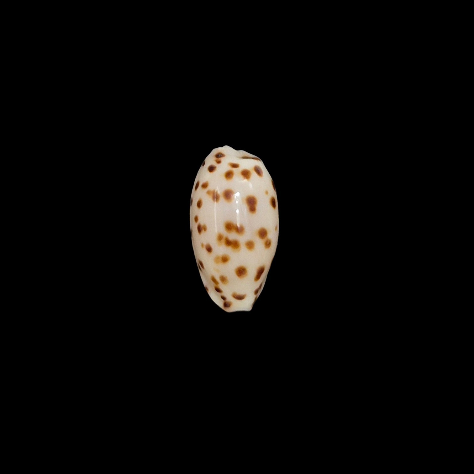 BC619 Ransoniella punctata f. berinii