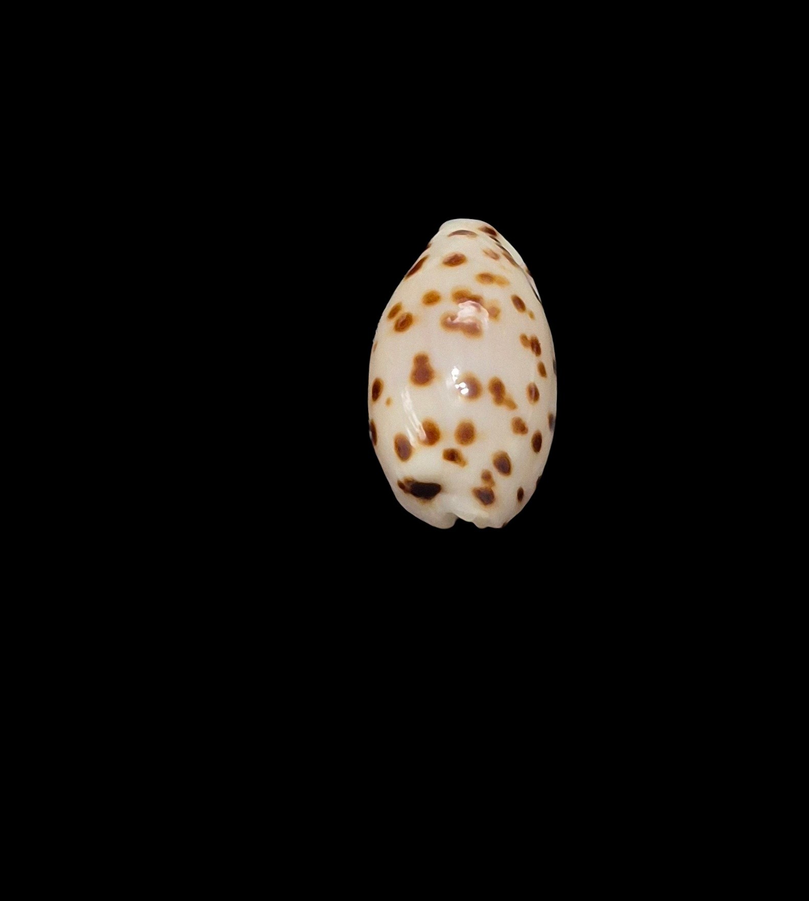 BC619 Ransoniella punctata f. berinii - Image 4