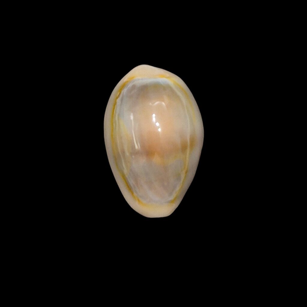 BC621 Monetaria annulus aureomacula
