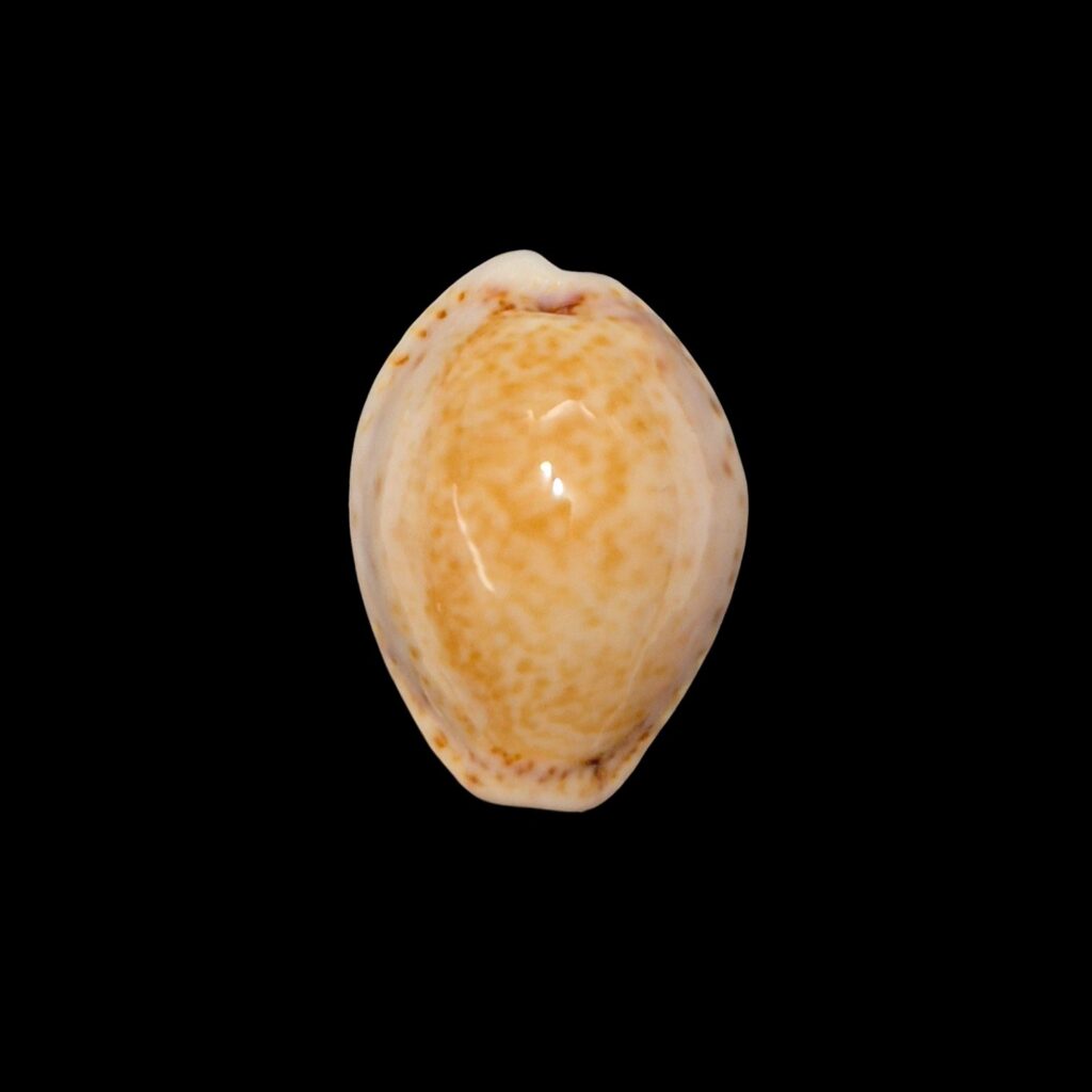 BC623 Naria acicularis