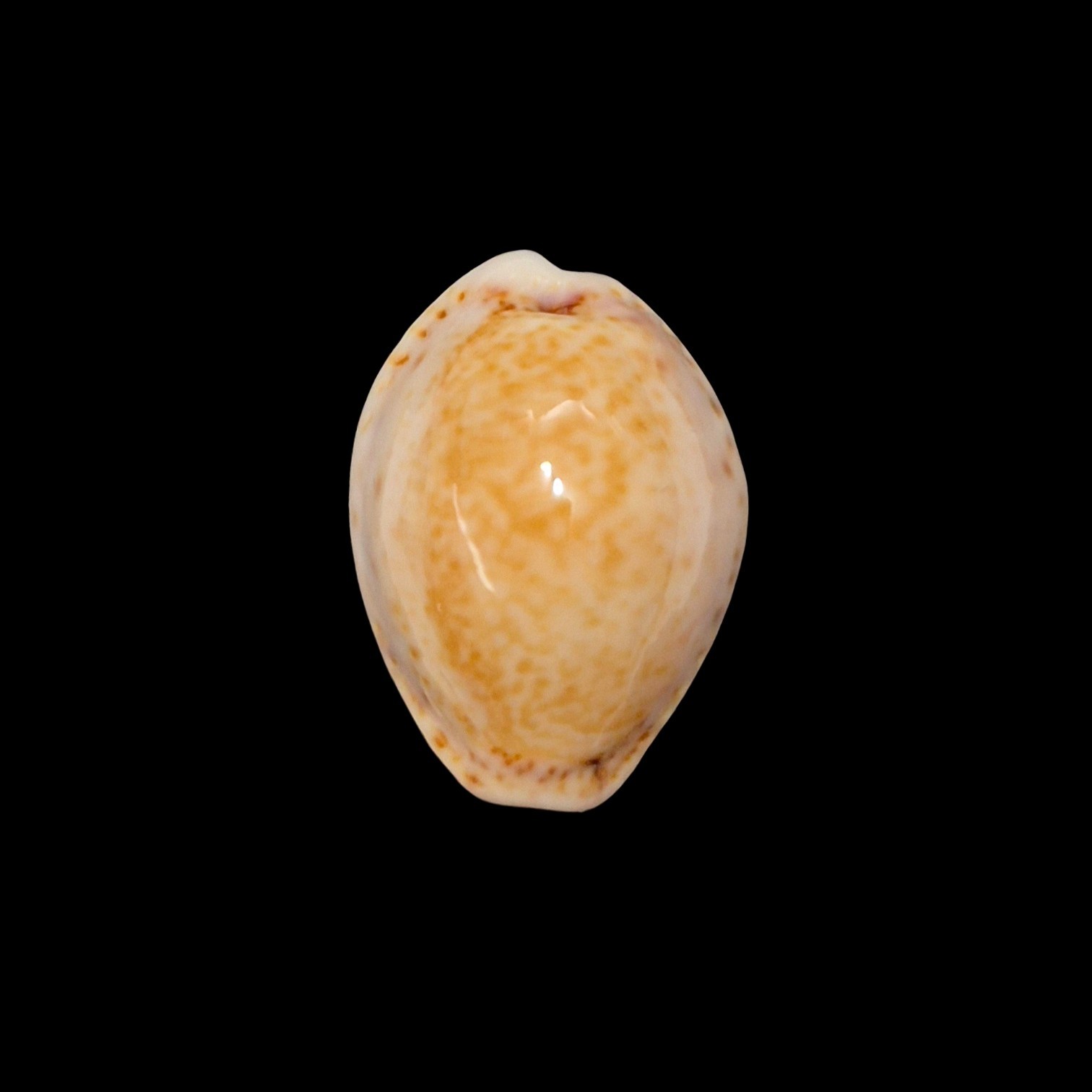 BC623 Naria acicularis