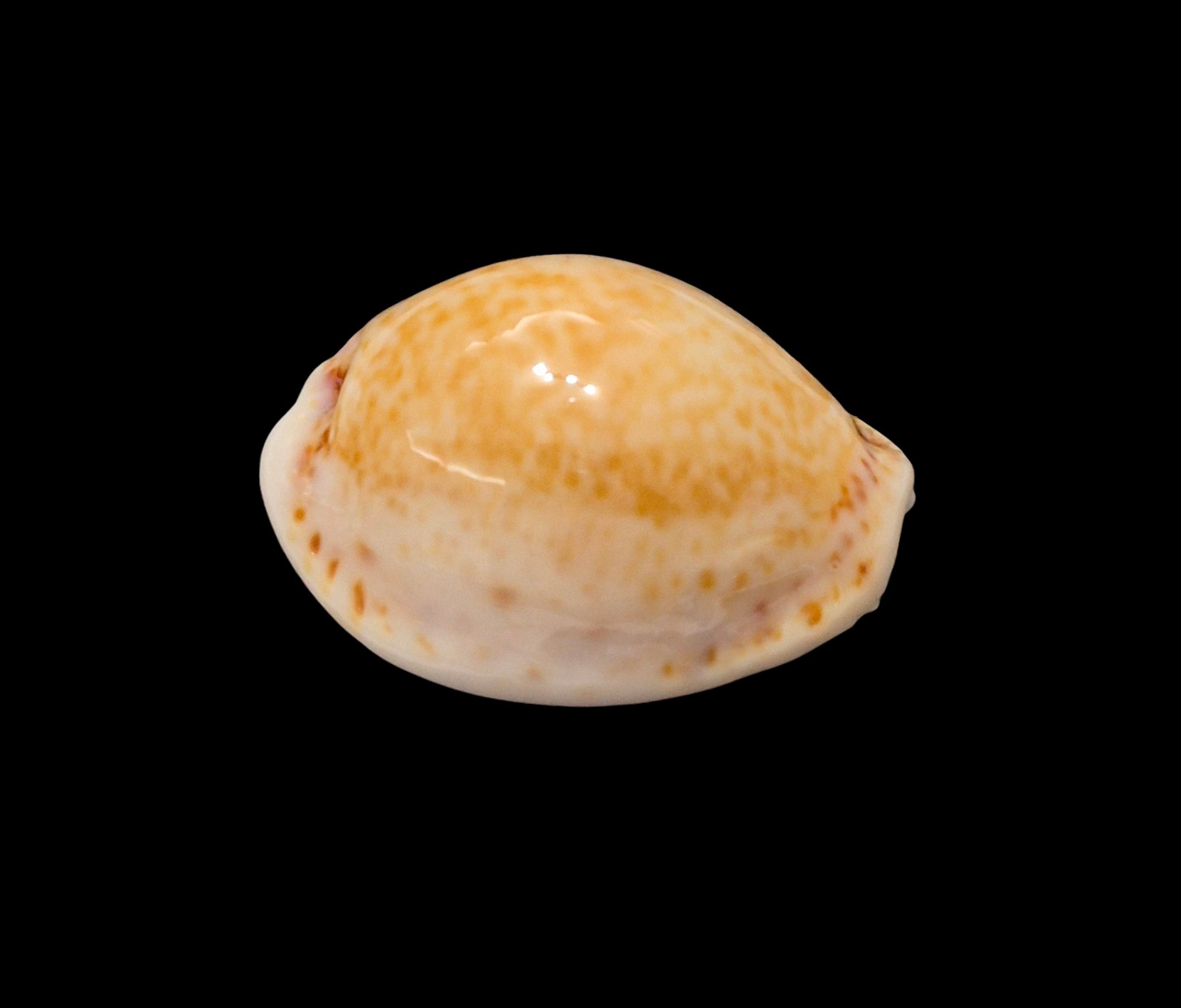BC623 Naria acicularis - Image 2