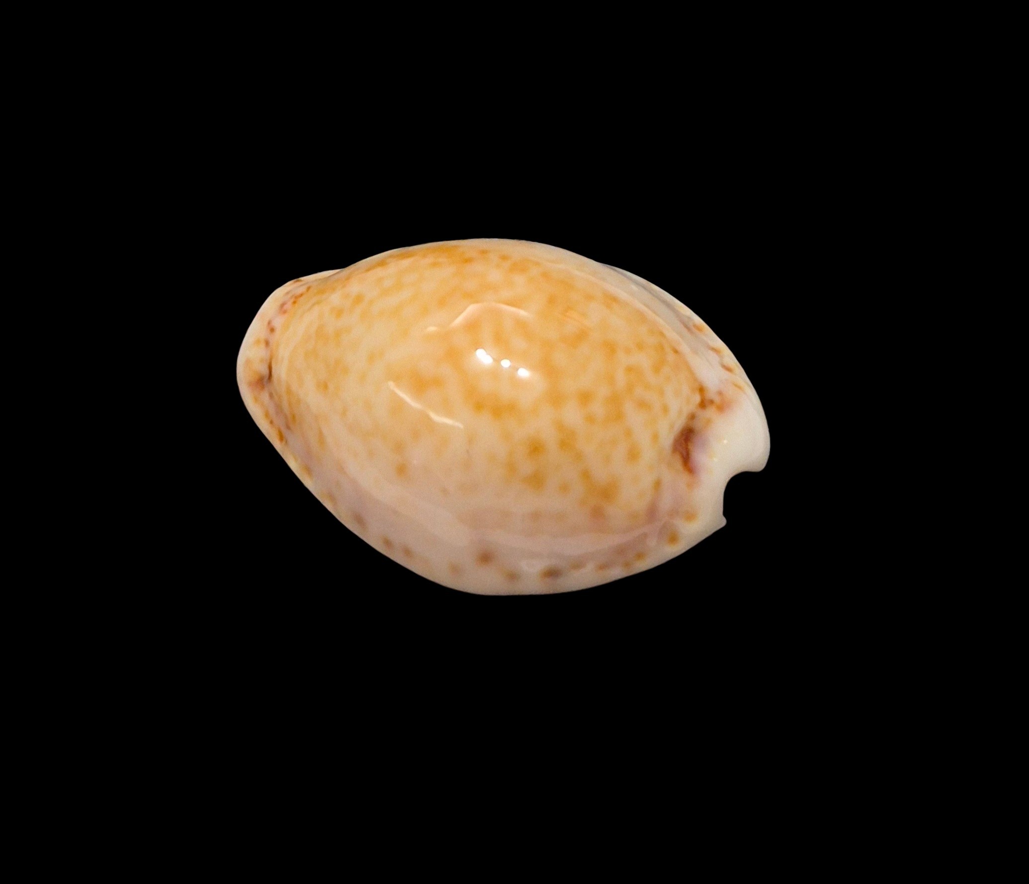 BC623 Naria acicularis - Image 3