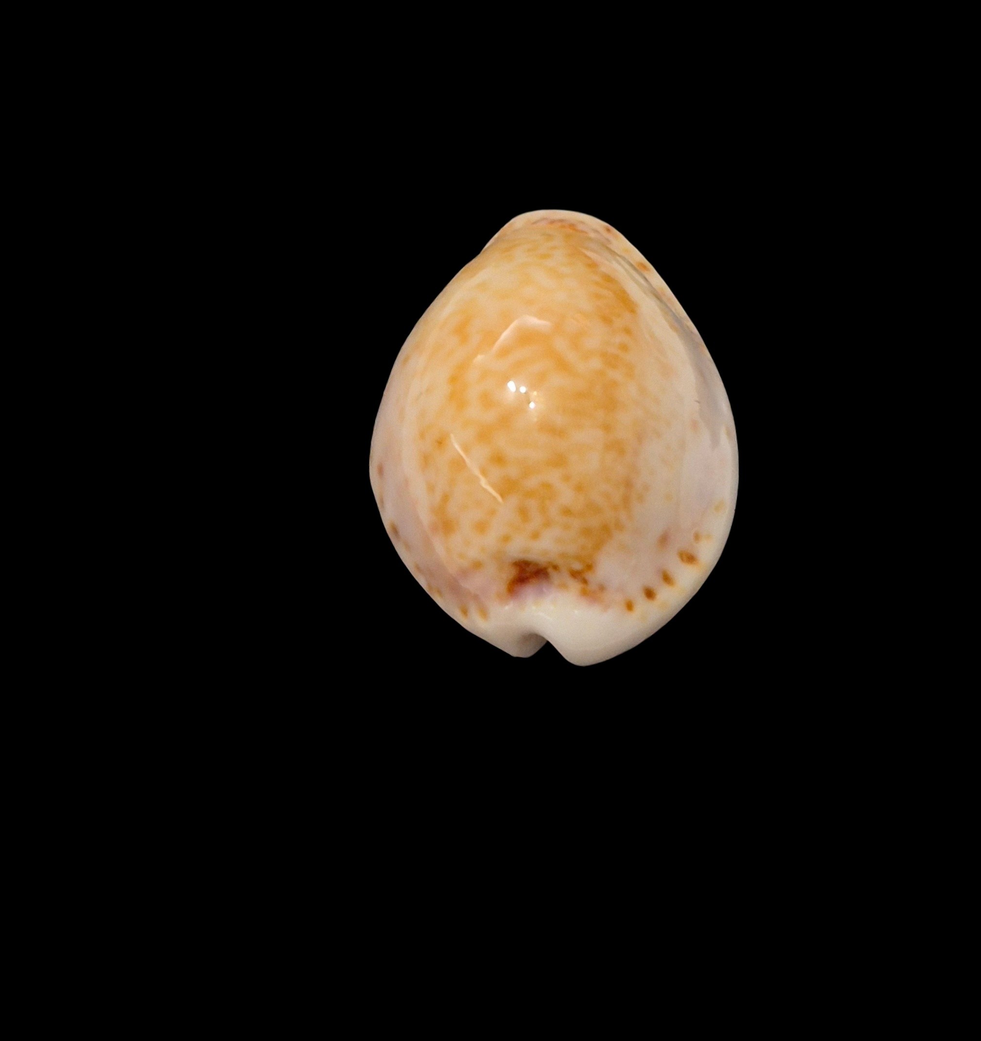 BC623 Naria acicularis - Image 4