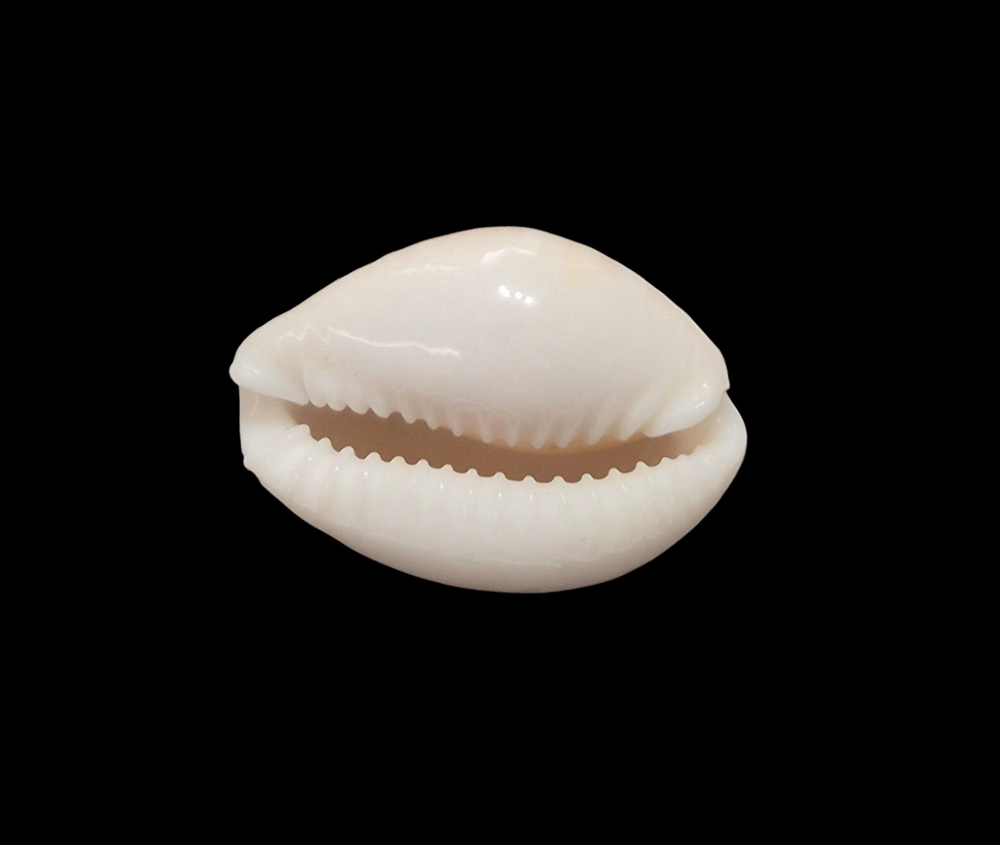 BC623 Naria acicularis - Image 5