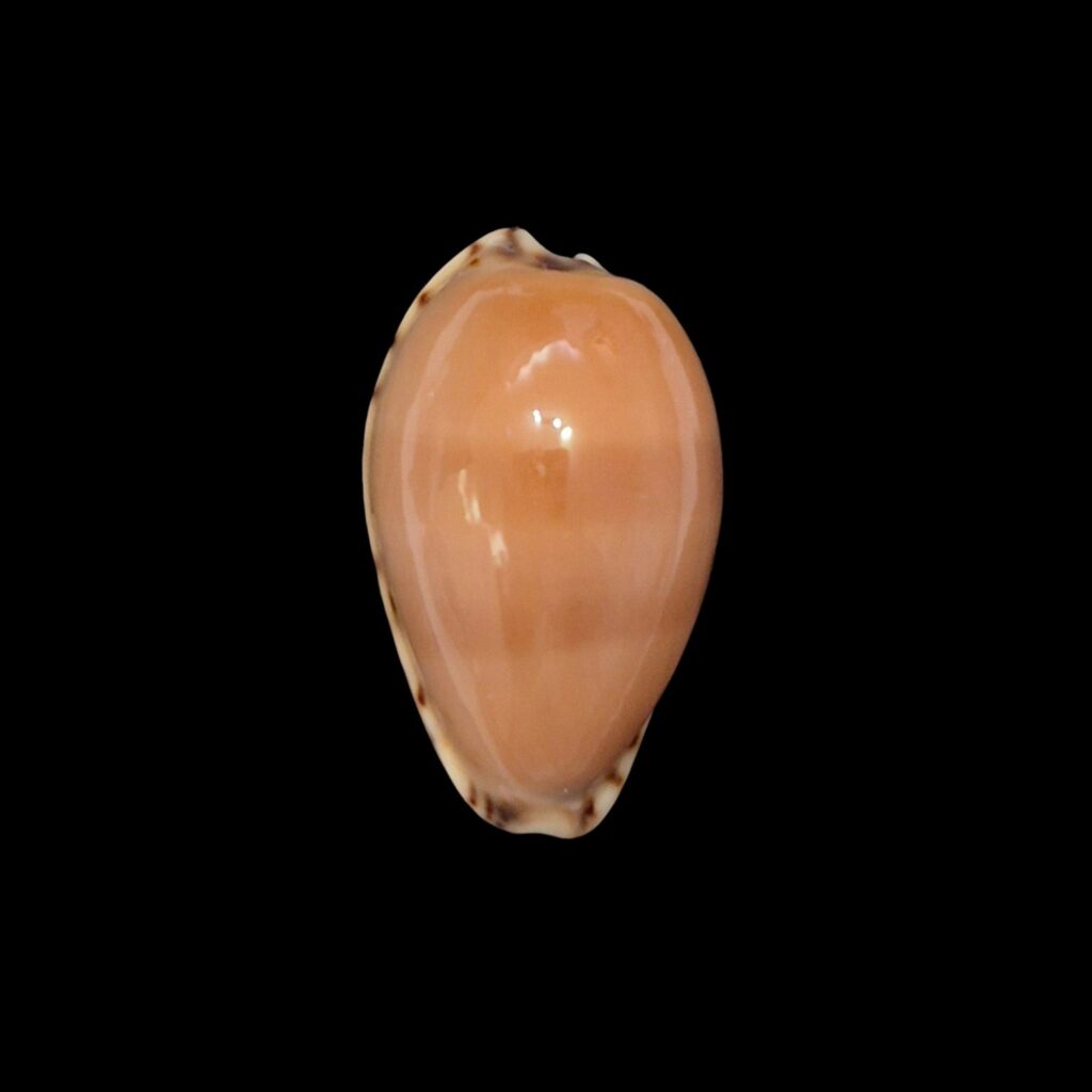 BC624 Notocypraea comptonii - RED FORM