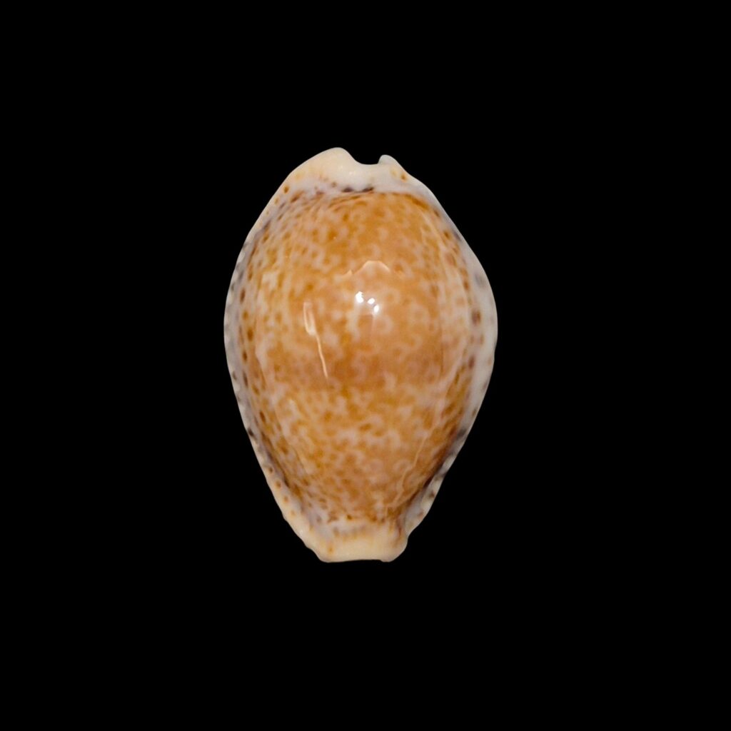 BC625 Naria sanctaehelenae bonapartei
