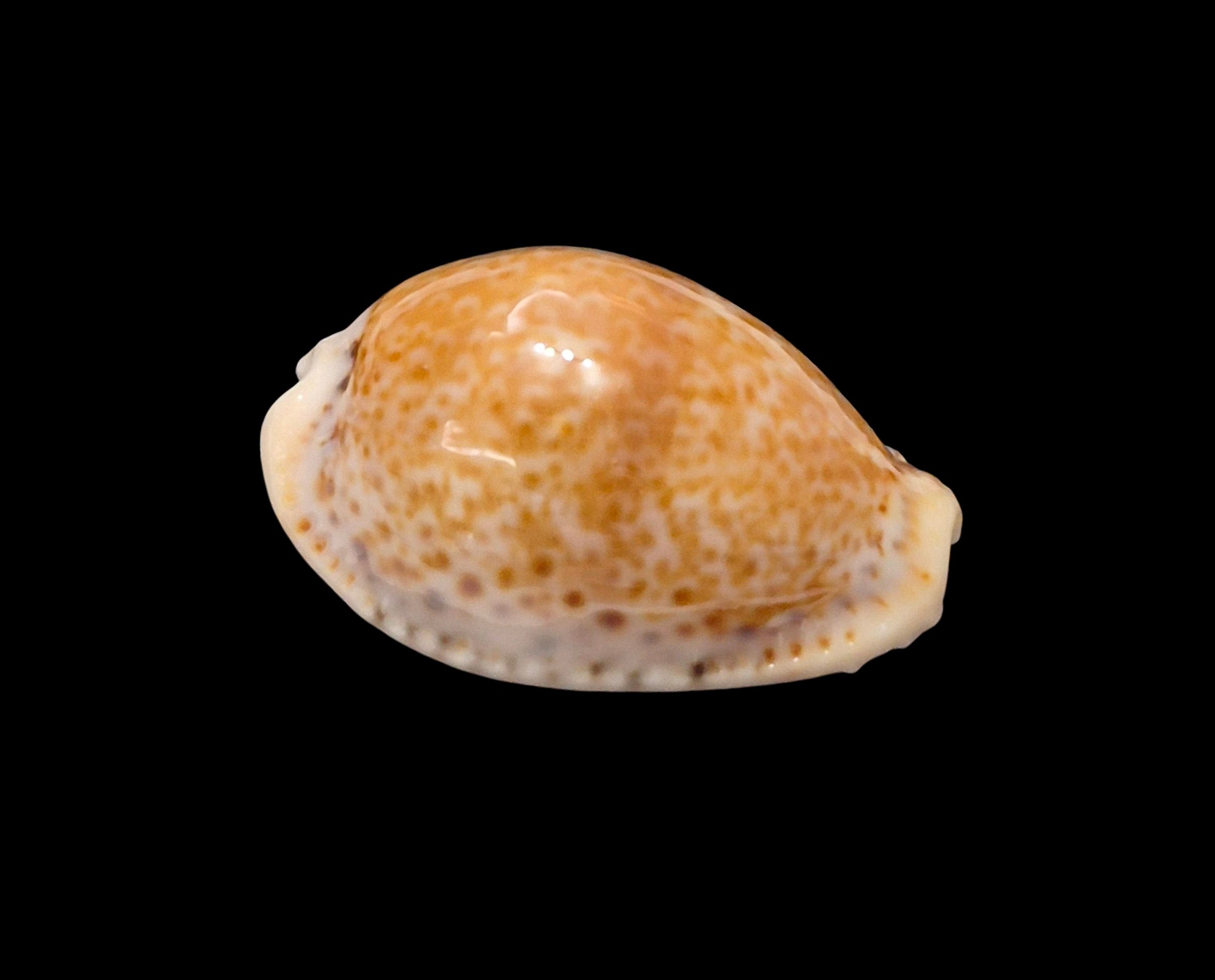 BC625 Naria sanctaehelenae bonapartei - Image 2