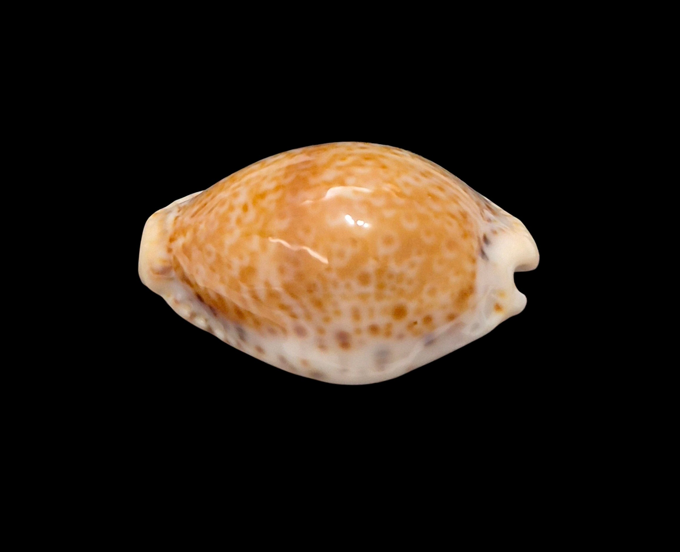BC625 Naria sanctaehelenae bonapartei - Image 3