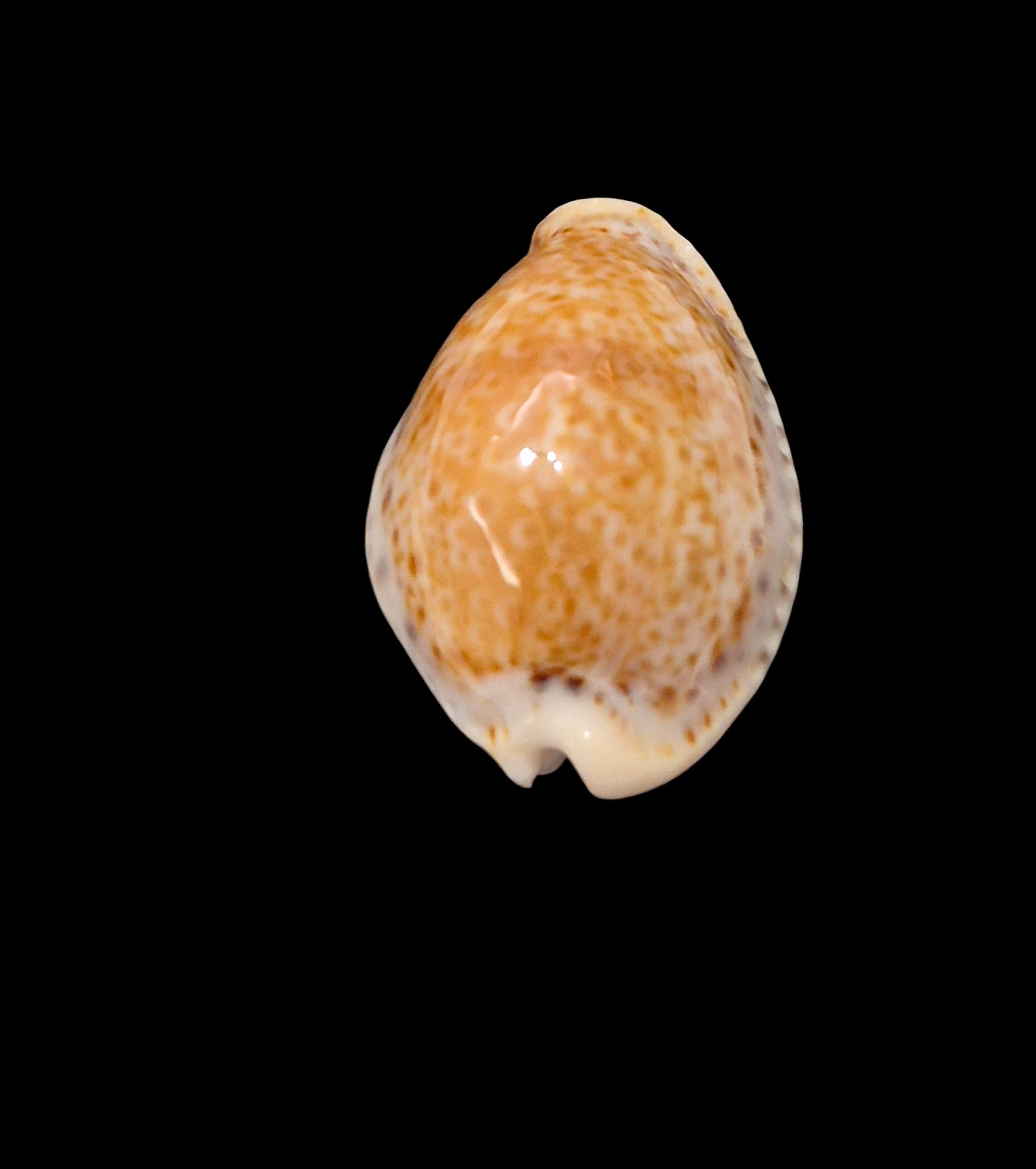 BC625 Naria sanctaehelenae bonapartei - Image 4