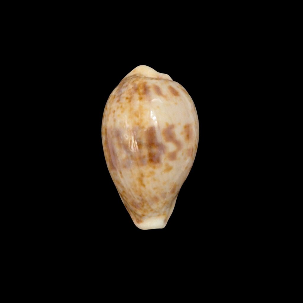 BC164 Palmadusta lentiginosa dancalica - THE REAL THING