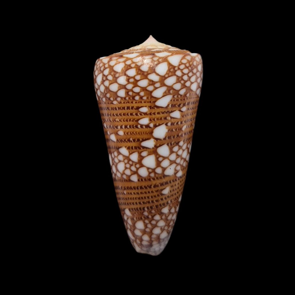 BC615 Conus nobilis skinneri