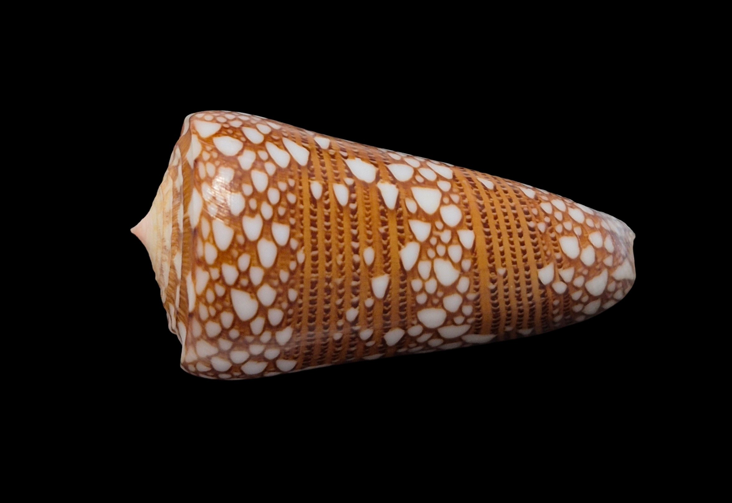 BC615 Conus nobilis skinneri - Image 3
