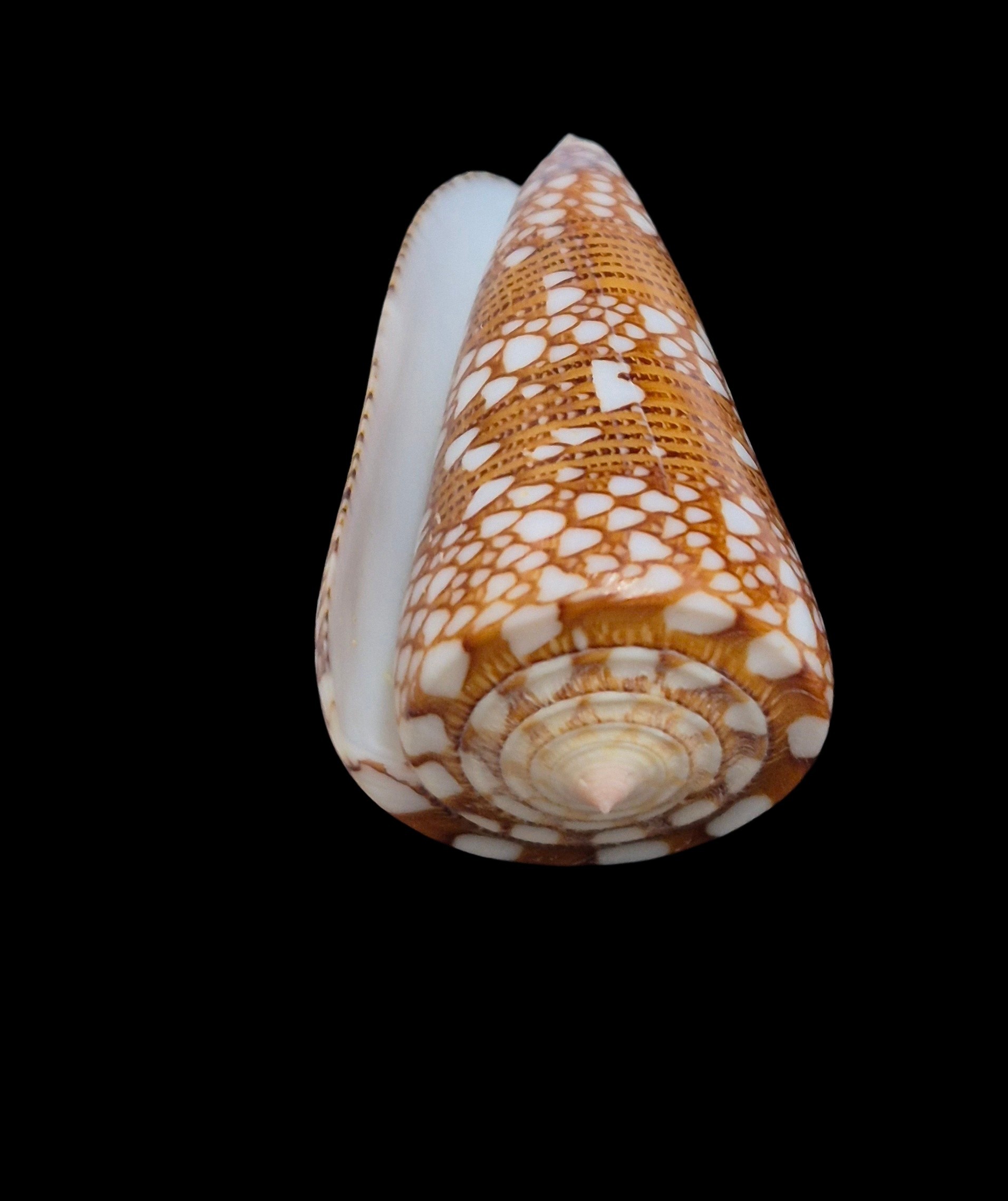 BC615 Conus nobilis skinneri - Image 5
